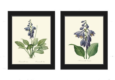 Blue Hosta Prints Wall Art Set of 2 Botanical Flowers Vintage Antique Floral Decoration Garden Plant Dining Room Bedroom Home Decor REDT