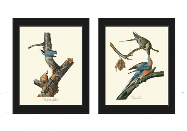 James Audubon Bird Wall Art Prints Set of 2 Beautiful Antique Red-breasted Nuthatch Pigeon Blue Brown Birds Home Room Decor to Frame JJA