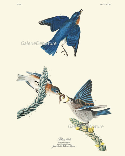 Bluebird Wall Art Print Set of 4 James Audubon Vintage Antique Bird Home Decor Painting Watercolor Poster Illustration Picture to Frame JJA