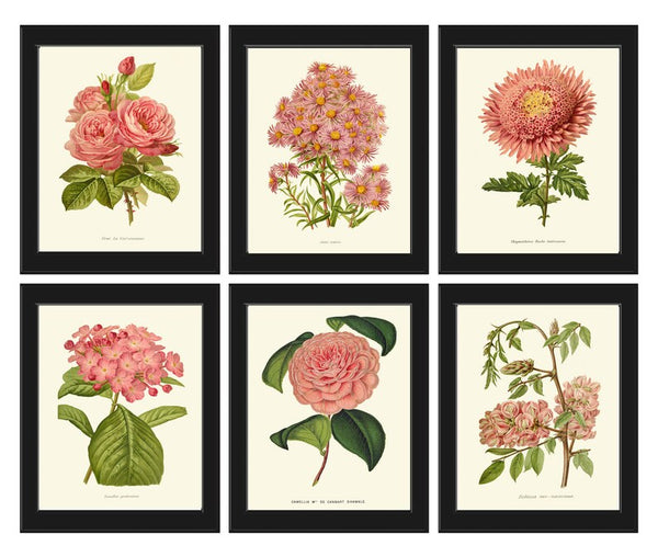 Pink Coral Botanical Pint Set of 6 Wall Art Flowers Floral Roses Aster Hydrangea Camellia Bedroom Dining Room Kitchen Home Decor to Frame IH