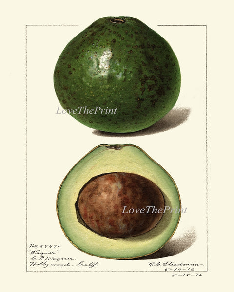 Avocado Wall Art Print Botanical Set of 2 Beautiful Vintage Fruit Vegetable Kitchen Cooking Gift Dining Room Home Room Decor to Frame POMO