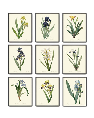 Iris Flower Home Decor Botanical Wall Art Set of 9 Beautiful Vintage Antique Large Gallery Interior Design Designer Decoration to Frame REDT