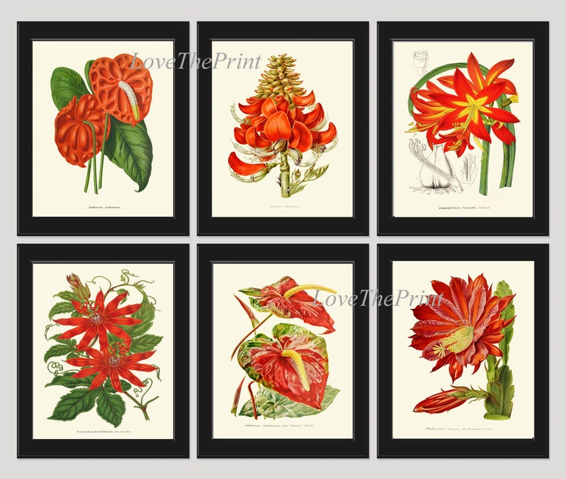 Red Flowers Botanical Pint Set of 6 Wall Art Amaryllis Passion Flower Cactus Green Plants Bedroom Dining Room Kitchen Home Decor to Frame IH