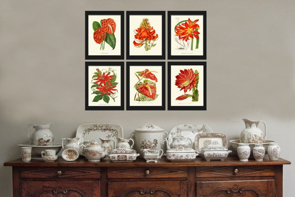 Red Flowers Botanical Pint Set of 6 Wall Art Amaryllis Passion Flower Cactus Green Plants Bedroom Dining Room Kitchen Home Decor to Frame IH