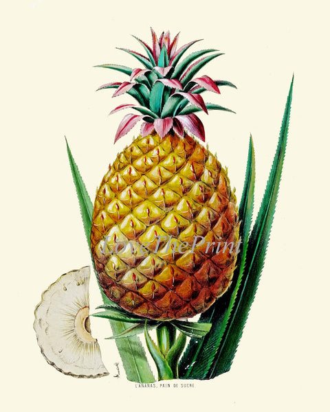 Pineapple Home Decor Wall Art Print Set of 2 Beautiful Vintage Fruit Kitchen Cooking Gift Dining Room Home Decor Illustration to Frame PINA