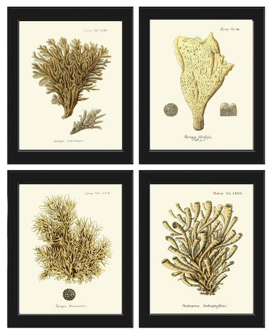 Vintage Corals Prints Wall Art Set of 4 Beautiful Antique Natural Colors Sea Ocean Beach Tropical Bathroom Bedroom Home Decor to Frame ESPE