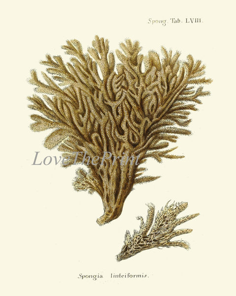 Vintage Corals Print Wall Art Set of 12 Beautiful Antique Coral Reed Nature Science Beach Ocean Natural Colors Home Room Decor to Frame ESPE