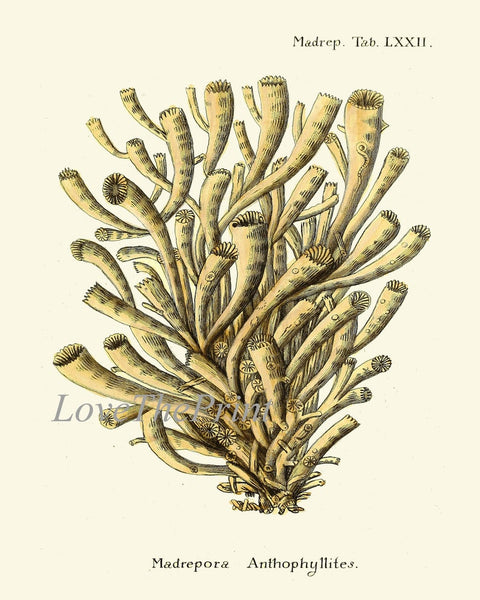 Vintage Corals Print Wall Art Set of 12 Beautiful Antique Coral Reed Nature Science Beach Ocean Natural Colors Home Room Decor to Frame ESPE