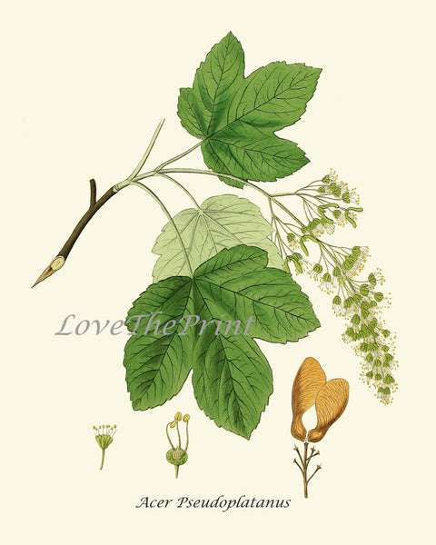 Tree Leaf Branch Home Decor Prints Wall Art Set of 6 Beautiful Green Forest Nature Cabin Farmhouse Illustration Interior Design to Frame HT
