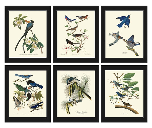 Vintage Blue Birds Wall Decor Art Print Set of 6 Prints Antique Bluebird Farmhouse Birdwatching Bedroom Dining Room Fireplace to Frame JJA