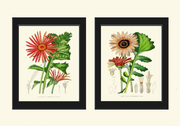 African Daisy Gerbera Botanical Prints Wall Art Set of 2 Beautiful Antique Vintage Pink Red Flower Garden Farmhouse Home Decor to Frame AFP