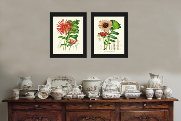 African Daisy Gerbera Botanical Prints Wall Art Set of 2 Beautiful Antique Vintage Pink Red Flower Garden Farmhouse Home Decor to Frame AFP