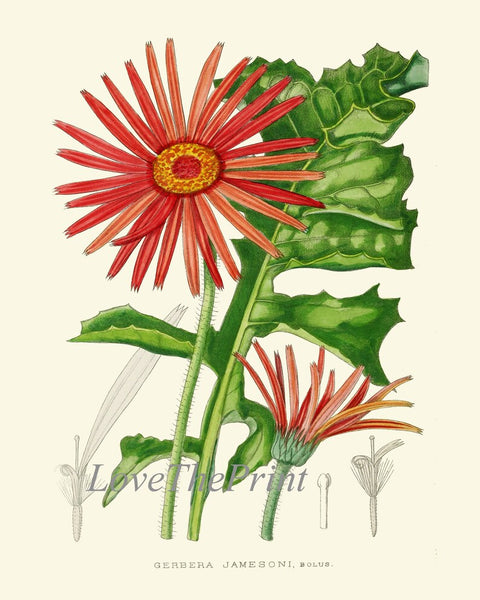 African Daisy Gerbera Botanical Prints Wall Art Set of 2 Beautiful Antique Vintage Pink Red Flower Garden Farmhouse Home Decor to Frame AFP