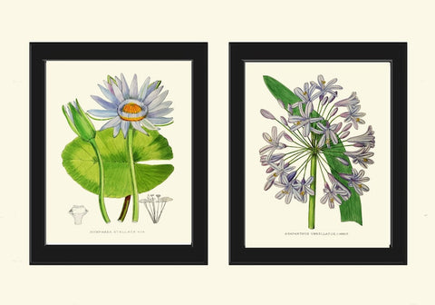 Blue Agapanthus Water Lily Flowers Botanical Prints Wall Art Set of 2 Beautiful Antique Vintage Bedroom Dining Room Home Decor to Frame AFP