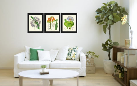 Blue Orange Botanical Flower Wall Art Print Set of 3 Antique Vintage Agapanthus Fire Water Lilies Pretty Green Floral Decor to Frame AFP