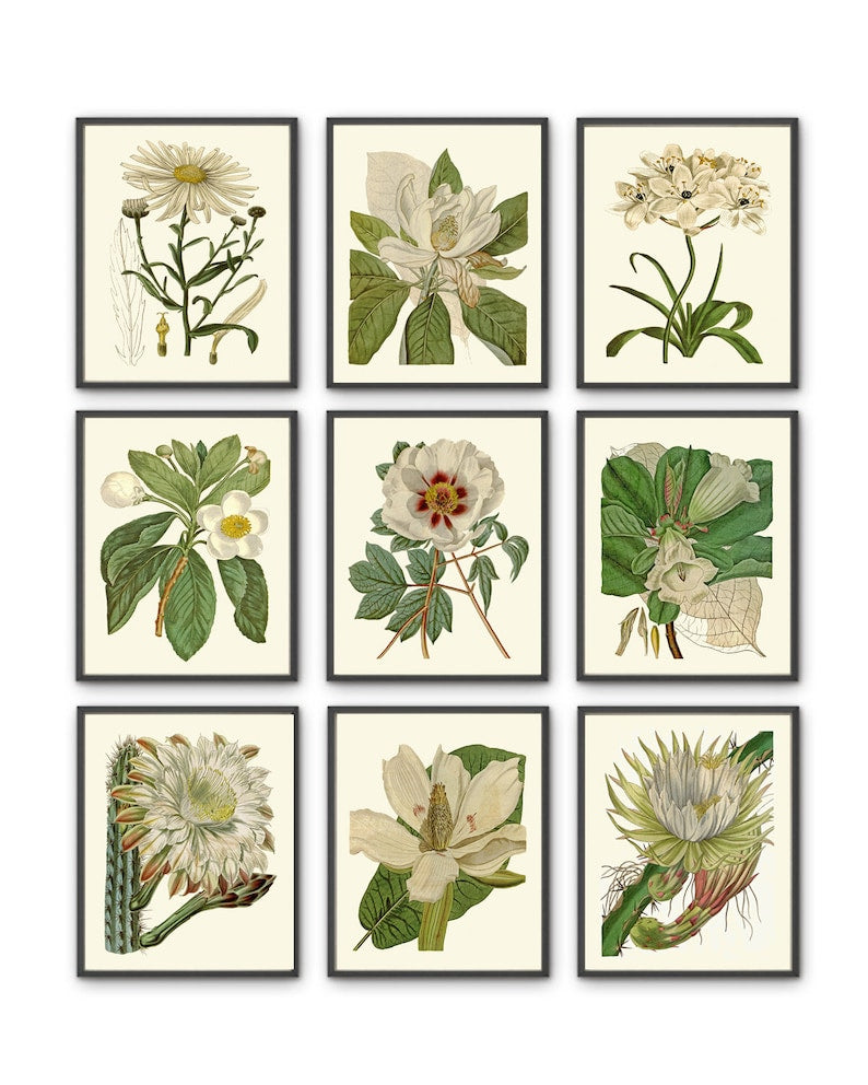 Vintage White Flowers Botanical Prints Wall Art Set of 9 Beautiful Peony Magnolia Cactus Daisy Spring Summer Garden Home Decor to Frame CU