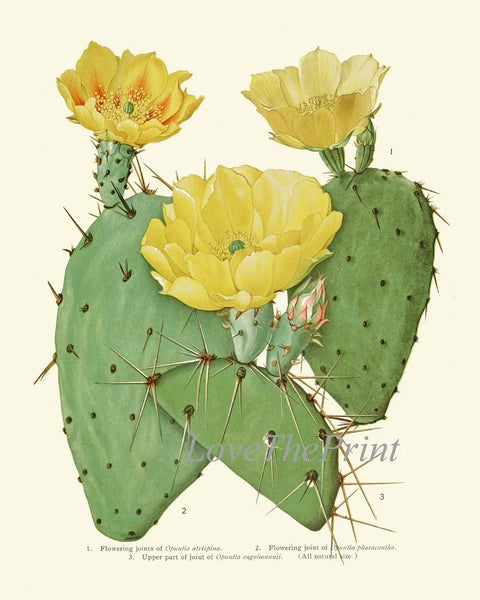 Blooming Cactus Flowers Botanical Prints Wall Art Set of 2 Beautiful Antique Vintage Tropical Exotic Nature Plant Home Decor to Frame ME