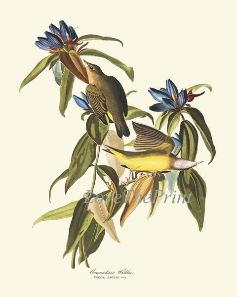 James Audubon Bird Wall Art Prints Set of 2 Connecticut Warbler Columbia Jay Blue Birds Birdwatching Antique Home Room Decor to Frame JJA