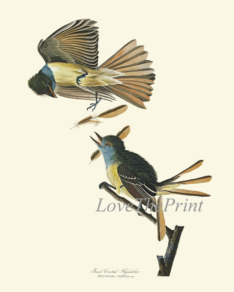 Audubon Bird Prints Vintage Antique Bird Home Wall Art Set of 4 Bluebird Flycatcher Blue Jay Warbler Home Decor Illustration to Frame JJA