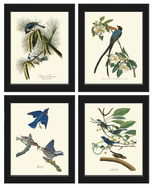 Audubon Bird Prints Vintage Antique Bird Home Wall Art Set of 4 Bluebird Flycatcher Blue Jay Warbler Home Decor Illustration to Frame JJA