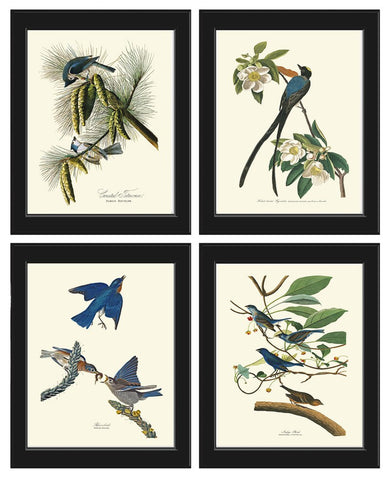 Audubon Bird Prints Vintage Antique Bird Home Wall Art Set of 4 Bluebird Flycatcher Blue Jay Warbler Home Decor Illustration to Frame JJA