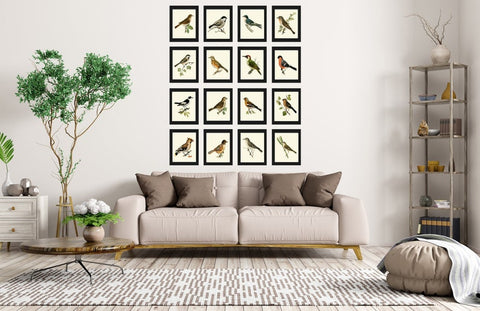 Vintage Bird Wall Art Gallery Set of 16 Prints Beautiful Antique Country Forest Outdoor Nature Farmhouse Cottage Home Decor to Frame VW