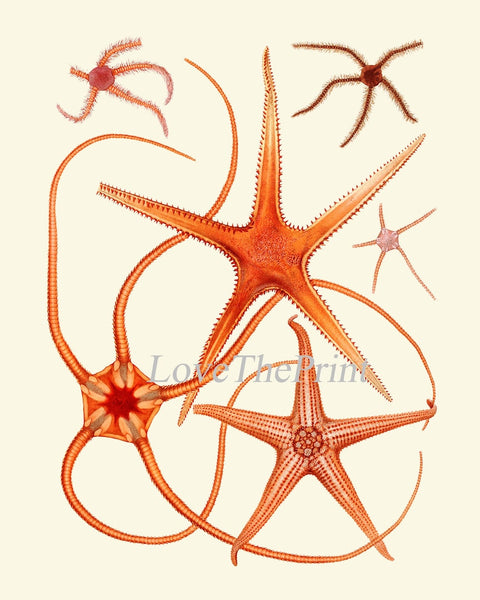Red Sea Star Corals Wall Art Set of 4 Prints Beautiful Antique Vintage Sea Costal Ocean Beach Marine Science Home Decor to Frame SC