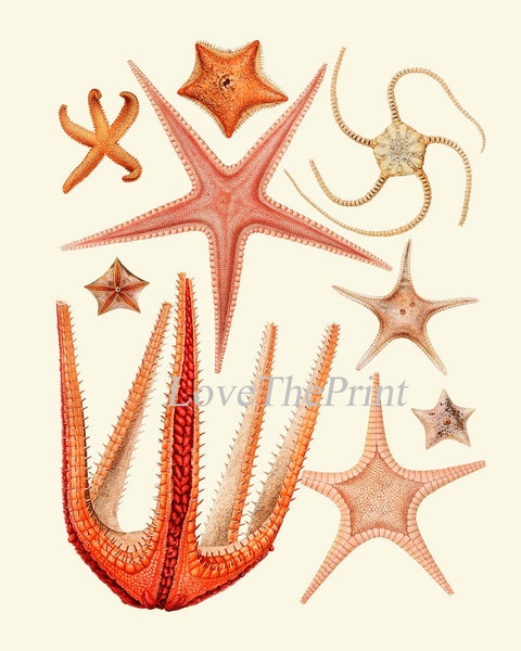 Red Sea Star Corals Wall Art Set of 4 Prints Beautiful Antique Vintage Sea Costal Ocean Beach Marine Science Home Decor to Frame SC