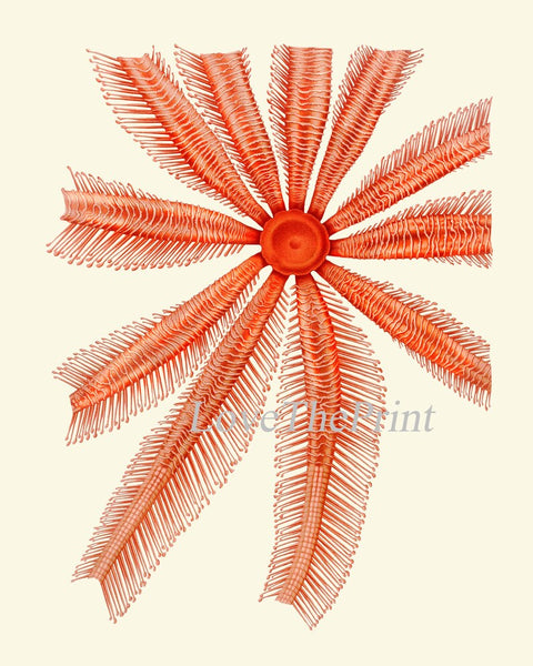 Red Sea Star Corals Wall Art Set of 4 Prints Beautiful Antique Vintage Sea Costal Ocean Beach Marine Science Home Decor to Frame SC