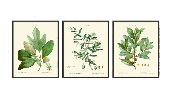 Kitchen Dining Room Wall Art Spices Herbs Bay Leaf Olive Laurel Print Set of 3 Italy Italian Cooking Chef Herb Home Decor to Frame TDA