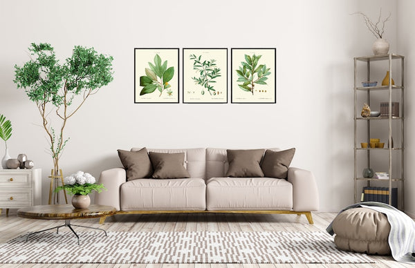 Kitchen Dining Room Wall Art Spices Herbs Bay Leaf Olive Laurel Print Set of 3 Italy Italian Cooking Chef Herb Home Decor to Frame TDA