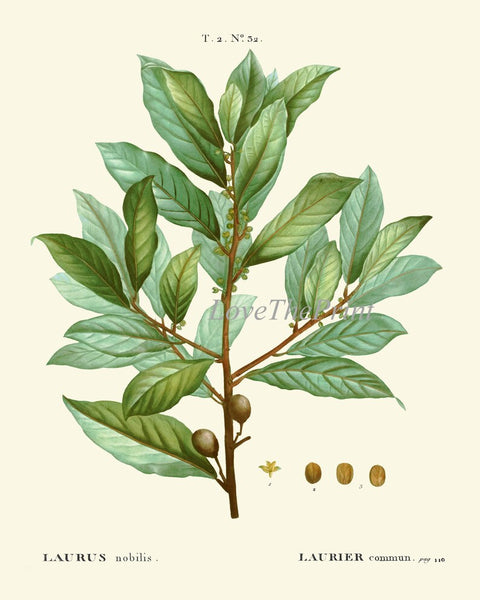 Kitchen Dining Room Wall Art Spices Herbs Bay Leaf Olive Laurel Print Set of 3 Italy Italian Cooking Chef Herb Home Decor to Frame TDA