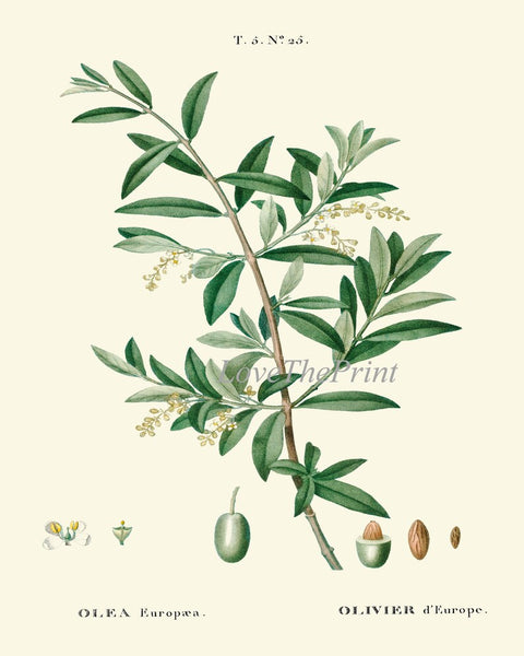 Kitchen Dining Room Wall Art Spices Herbs Bay Leaf Olive Laurel Print Set of 3 Italy Italian Cooking Chef Herb Home Decor to Frame TDA