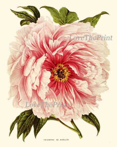 Peony Print 1 Botanical Flower  Art Beautiful Antique Large White Pink Coral Spring Plant Illustration to Frame Home Room Wall Decor
