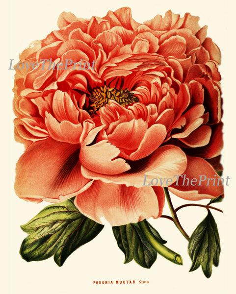 Peony Print 4 Botanical Flower  Art Beautiful Antique Large Summer Garden Plant Illustration Picture to Frame Home Room Wall Decor