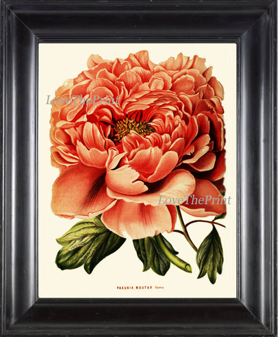 Peony Print 4 Botanical Flower  Art Beautiful Antique Large Summer Garden Plant Illustration Picture to Frame Home Room Wall Decor
