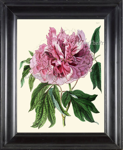 Peony Print 15 Botanical Flower  Art Beautiful Antique Large Summer Nature Green Garden Plant Illustration to Frame Home Room Wall Decor