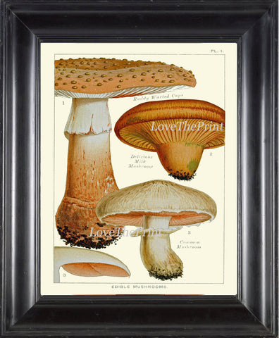 Mushroom Art Print 1 Antique Beautiful Beige Large Fungi Mushrooms Forest Nature Chart Food Cooking Chef Kitchen Dining Home Room Wall Decor