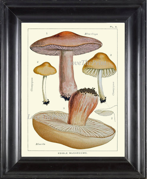 Mushroom Art Print 3 Antique Beautiful Beige Large Fungi Mushrooms Forest Nature Chart Food Cooking Chef Kitchen Dining Home Room Wall Decor