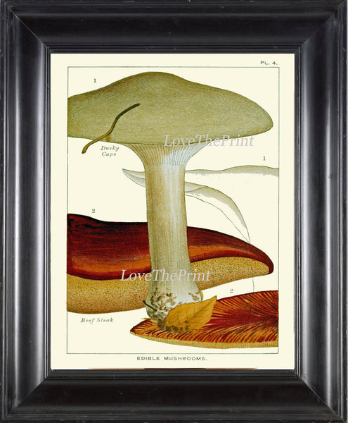Mushroom Art Print 4 Antique Beautiful Beige Large Fungi Mushrooms Forest Nature Chart Food Cooking Chef Kitchen Dining Home Room Wall Decor