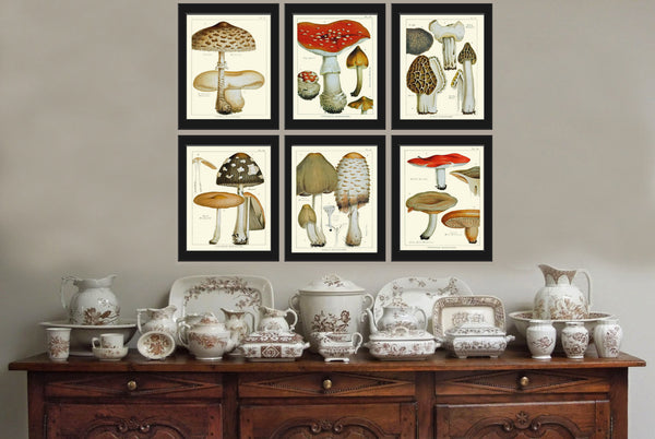 Mushroom Art Print 6 Antique Beautiful Beige Large Fungi Mushrooms Forest Nature Chart Food Cooking Chef Kitchen Dining Home Room Wall Decor