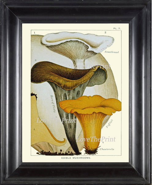 Mushroom Art Print 7 Antique Beautiful Beige Large Fungi Mushrooms Forest Nature Chart Food Cooking Chef Kitchen Dining Home Room Wall Decor