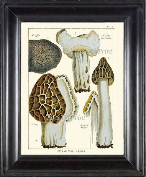 Mushroom Art Print 9 Antique Beautiful Beige Fungi Mushrooms French Truffle Gourmet Food Cooking Chef Kitchen Dining Home Room Wall Decor