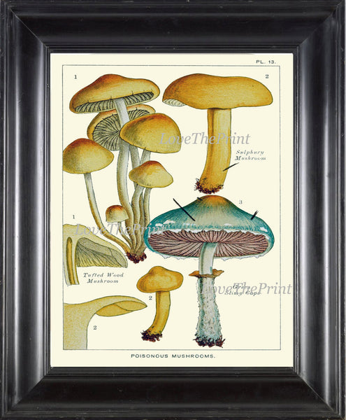 Mushroom Art Print 13 Antique Beautiful Green Forest Aqua Fungi Mushrooms Kitchen Dining Colorful Illustration Summer Home Room Wall Decor