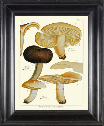 Mushroom Art Print 15 Antique Beautiful Green Forest Fungi Mushrooms Kitchen Dining Living Office Illustration Home Room Wall Decor to Frame