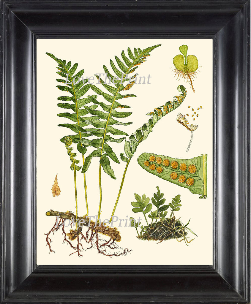 ANTIQUE FERN Lindman  Botanical Art Print 1 Antique Beautiful Green Ferns Forest Nature Natural Science to Frame Wall Decor