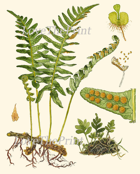 ANTIQUE FERN Lindman  Botanical Art Print 1 Antique Beautiful Green Ferns Forest Nature Natural Science to Frame Wall Decor