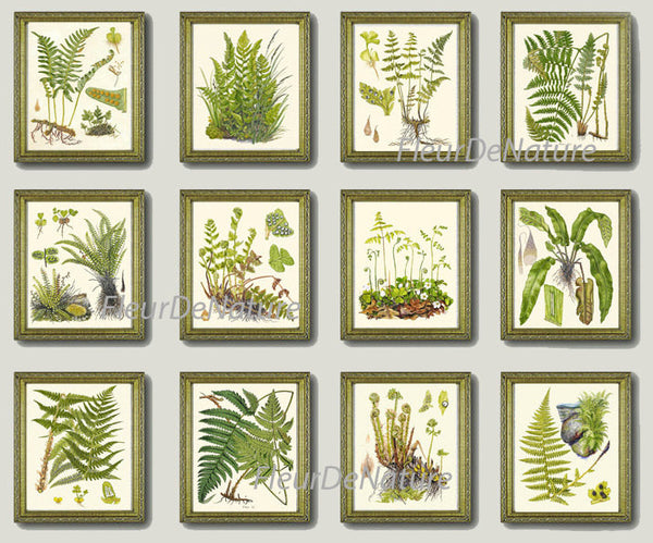 ANTIQUE FERN Lindman  Botanical Art Print 2 Antique Beautiful Green Ferns Forest Nature Natural Science to Frame Wall Decor