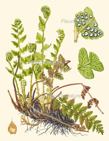 Antique Fern Lindman  Botanical Art Print 4 Antique Beautiful Green Ferns Forest Nature Chart Bedroom Dining Room to Frame Wall Decor