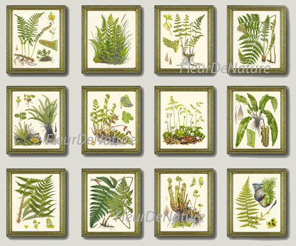 Antique Fern Lindman  Botanical Art Print 4 Antique Beautiful Green Ferns Forest Nature Chart Bedroom Dining Room to Frame Wall Decor